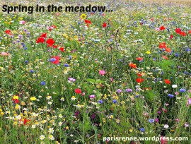 meadow pixa1