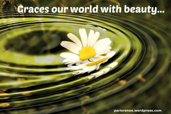 daisy in ripple pixa xx