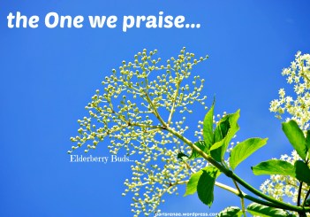 elderberry-buds